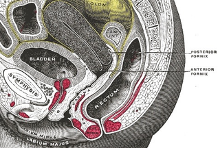 Illustration for article titled The Amazing Muscular Origami That Makes the Vagina So Stretchy